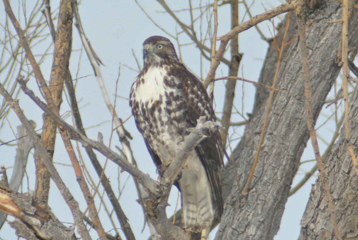 Red-tailed Hawk (calurus/alascensis) - Sean Cozart