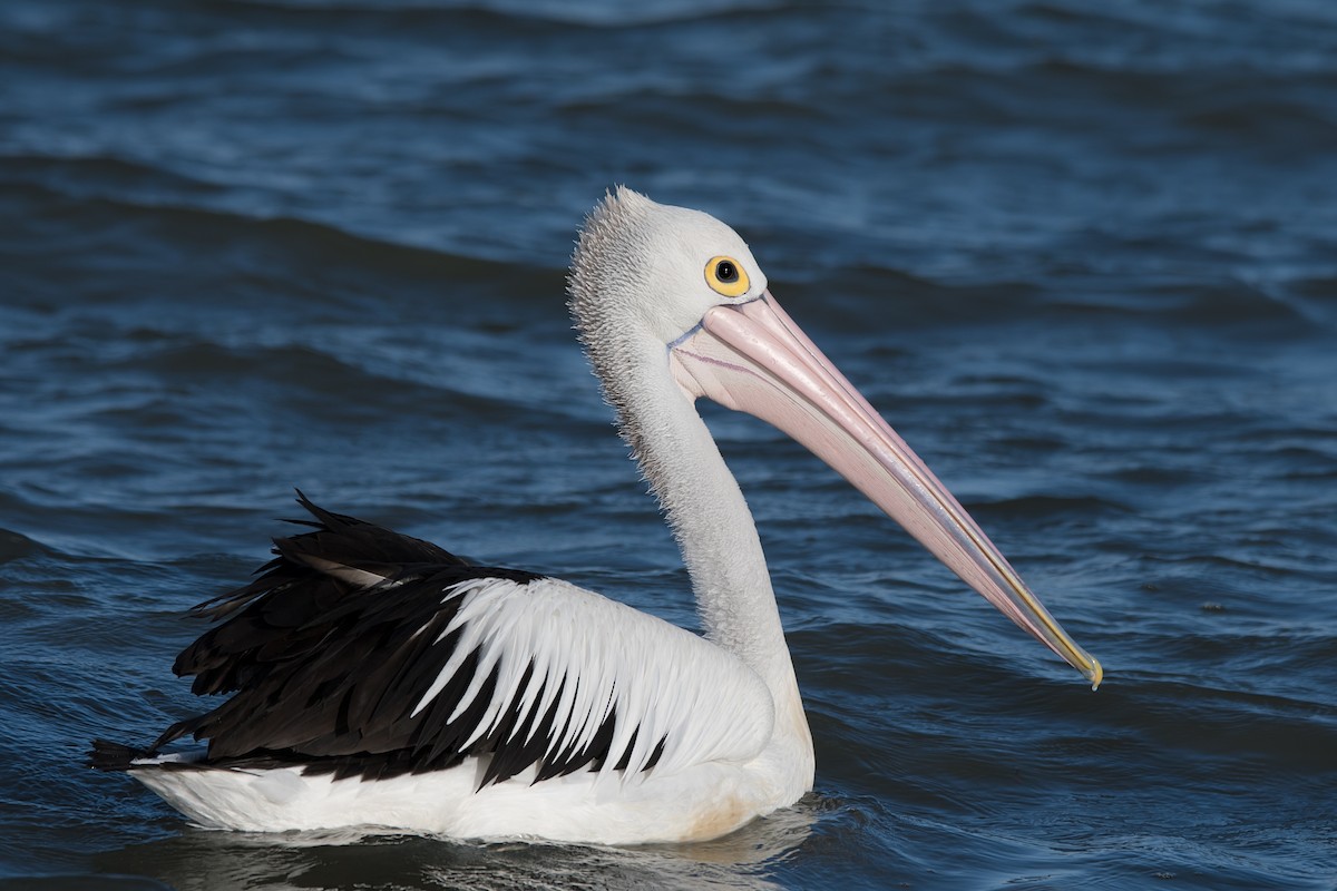 pelikán australský - ML132098531