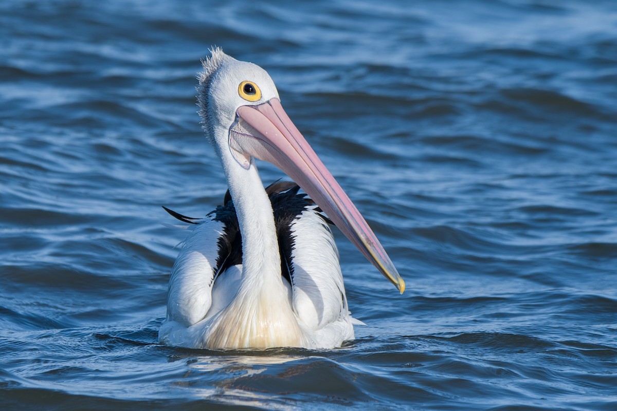 pelikán australský - ML132098611