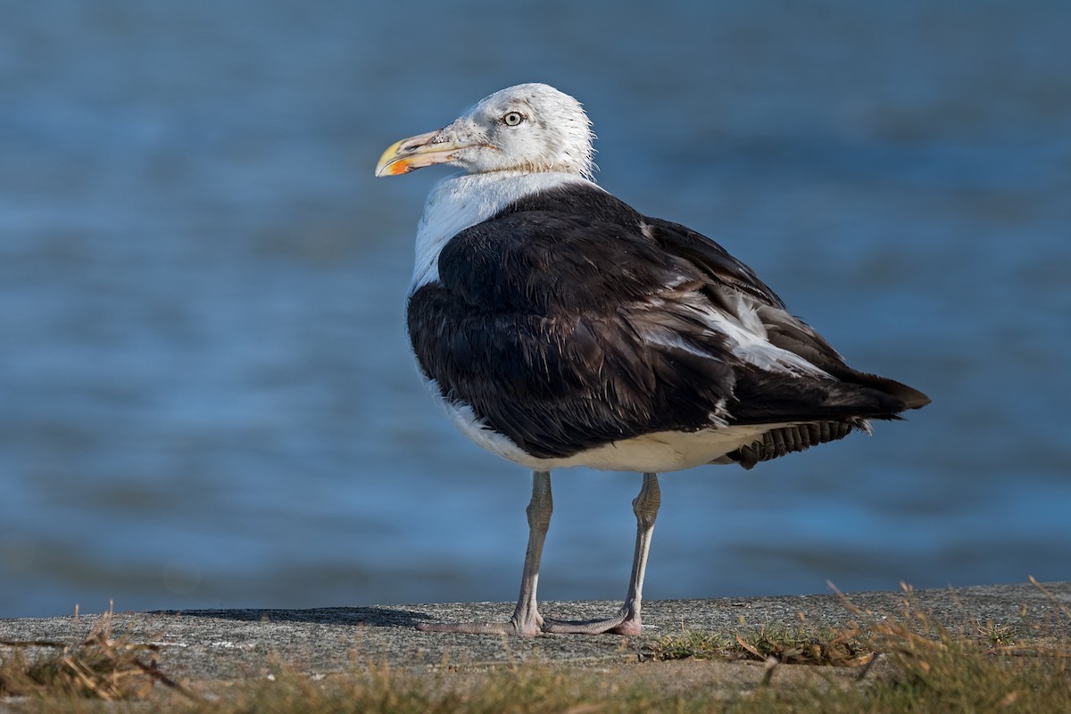 Kelp Gull - ML132098621