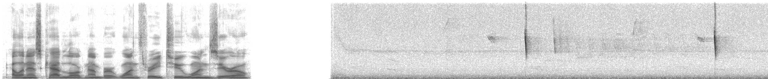 Gri Gerdanlı Klorospingus [canigularis grubu] - ML13210