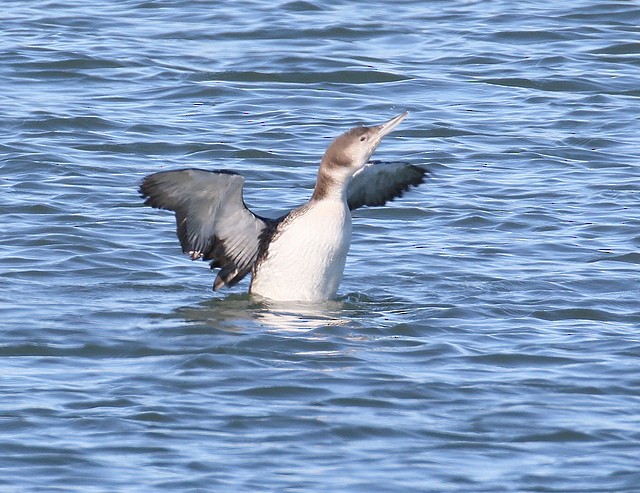 Common Loon - ML132100141