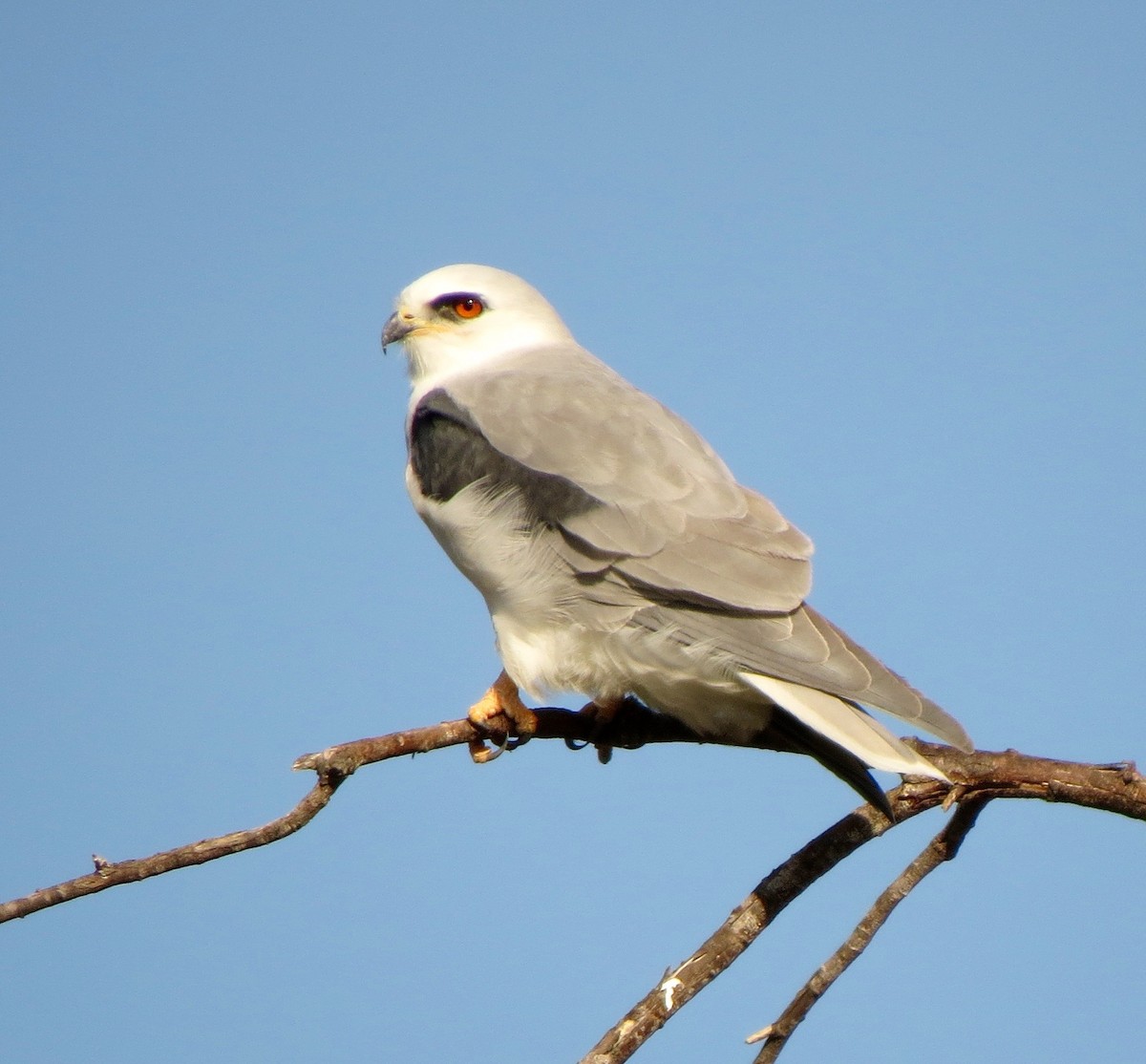 White-tailed Kite - ML132100771
