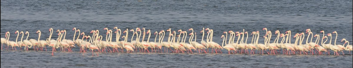 Greater Flamingo - Hemant Dhadnekar