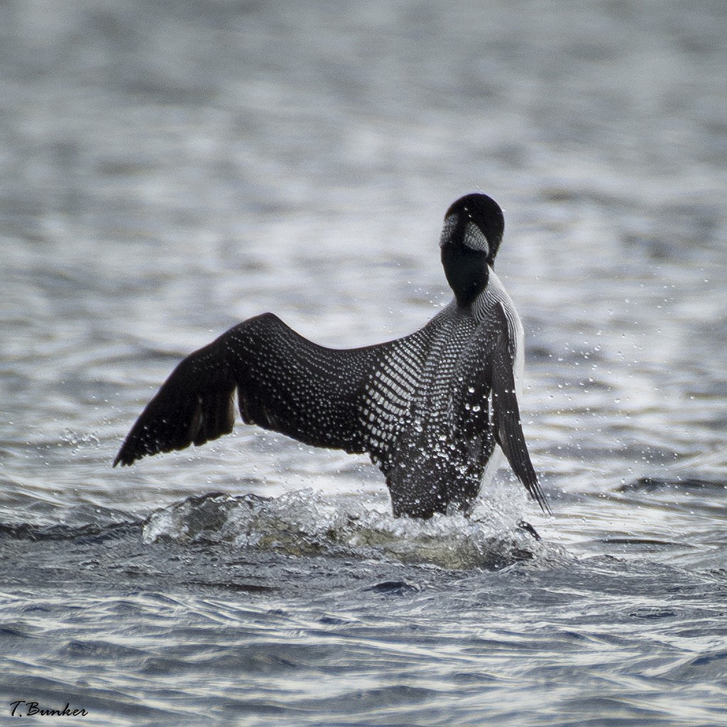 Plongeon huard - ML132103441