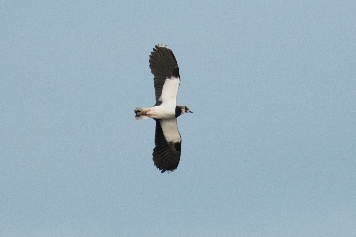 Northern Lapwing - Ray Wise