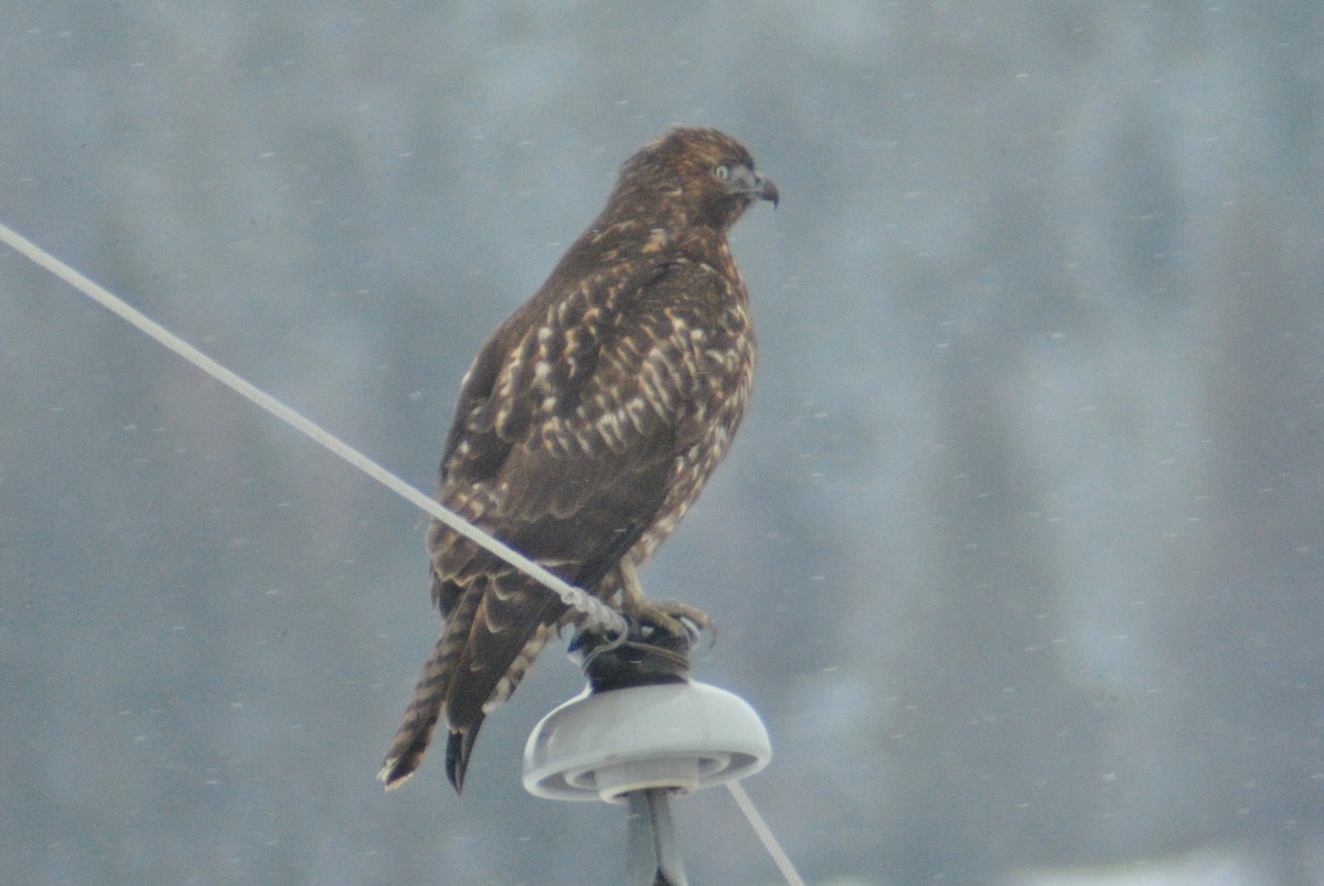 Red-tailed Hawk (calurus/alascensis) - Sean Cozart
