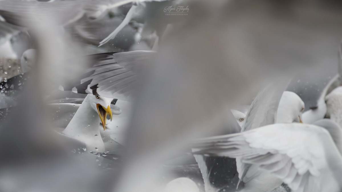 Yellow-legged Gull - Alper Tüydeş