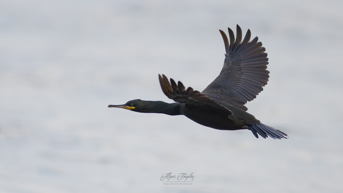 European Shag - Alper Tüydeş