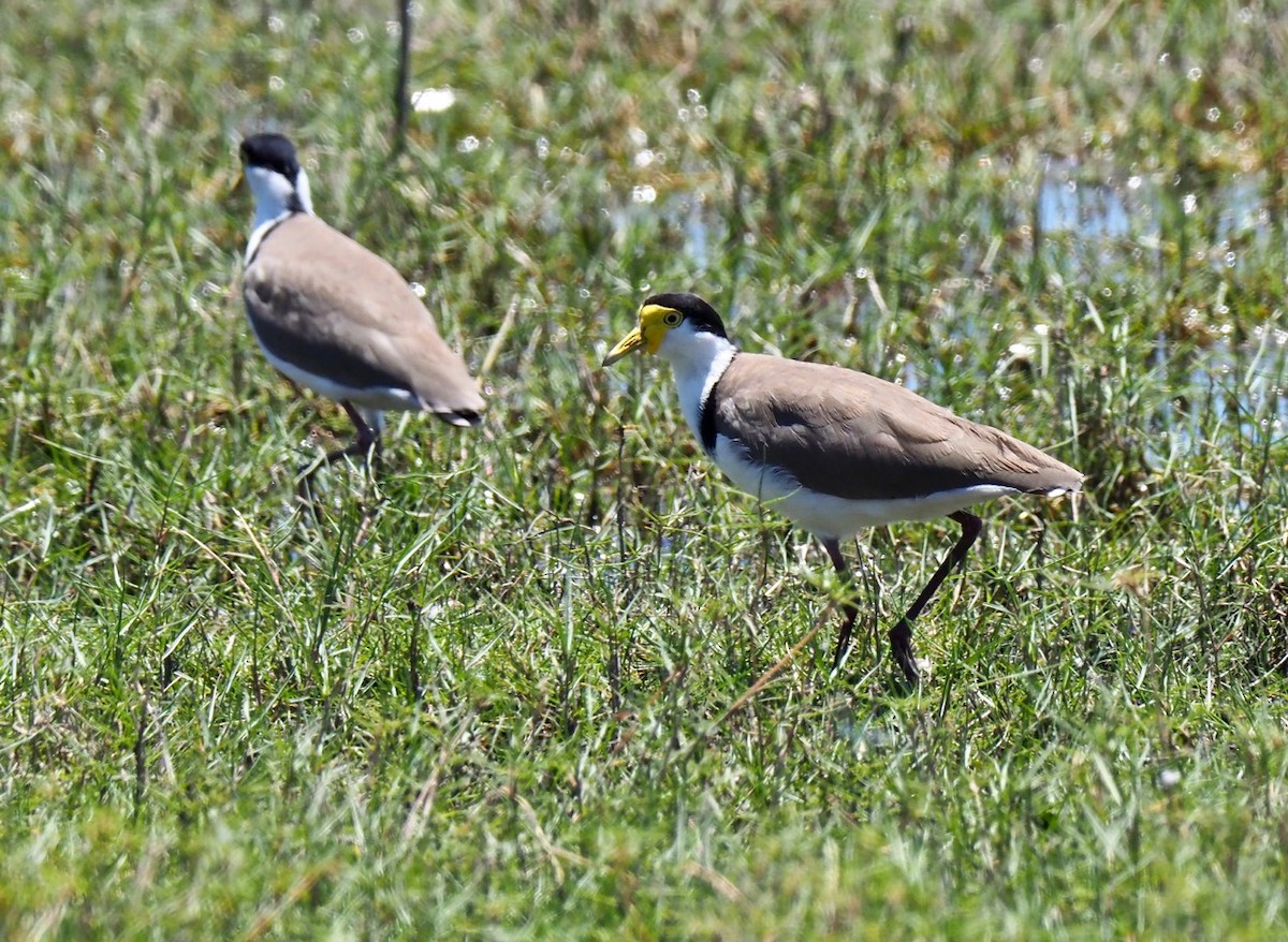 Masked Lapwing (Black-shouldered) - ML132108691