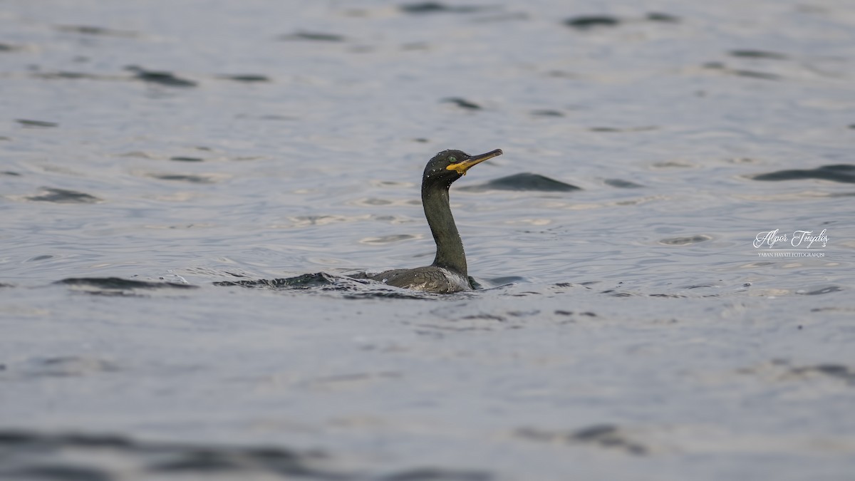 European Shag - ML132110501