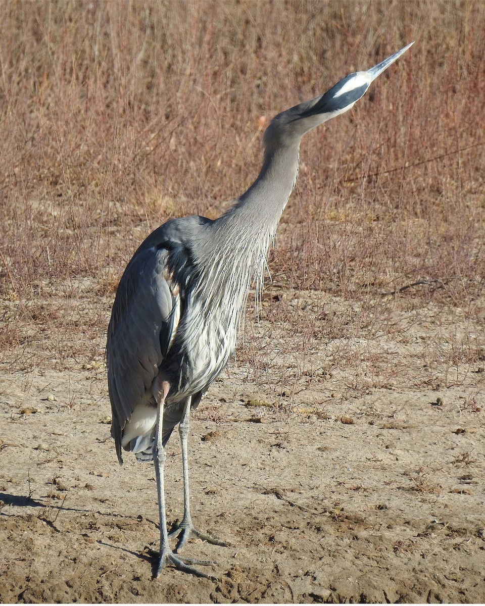 Great Blue Heron - ML132112211