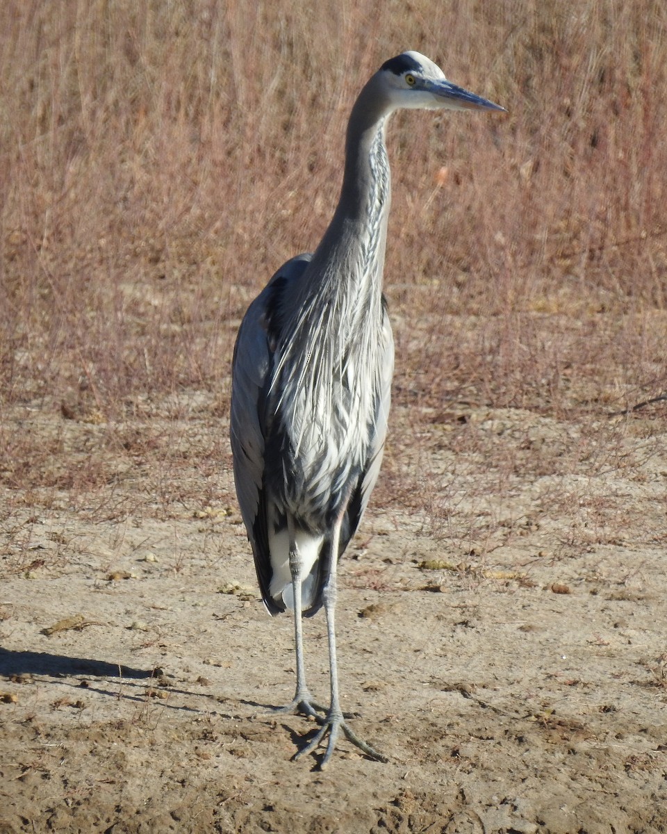 Great Blue Heron - ML132112221