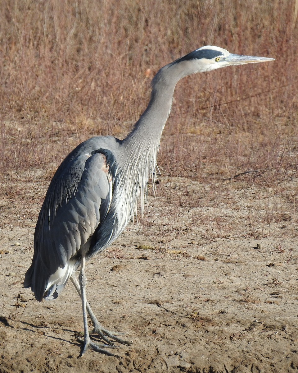 Great Blue Heron - ML132112231