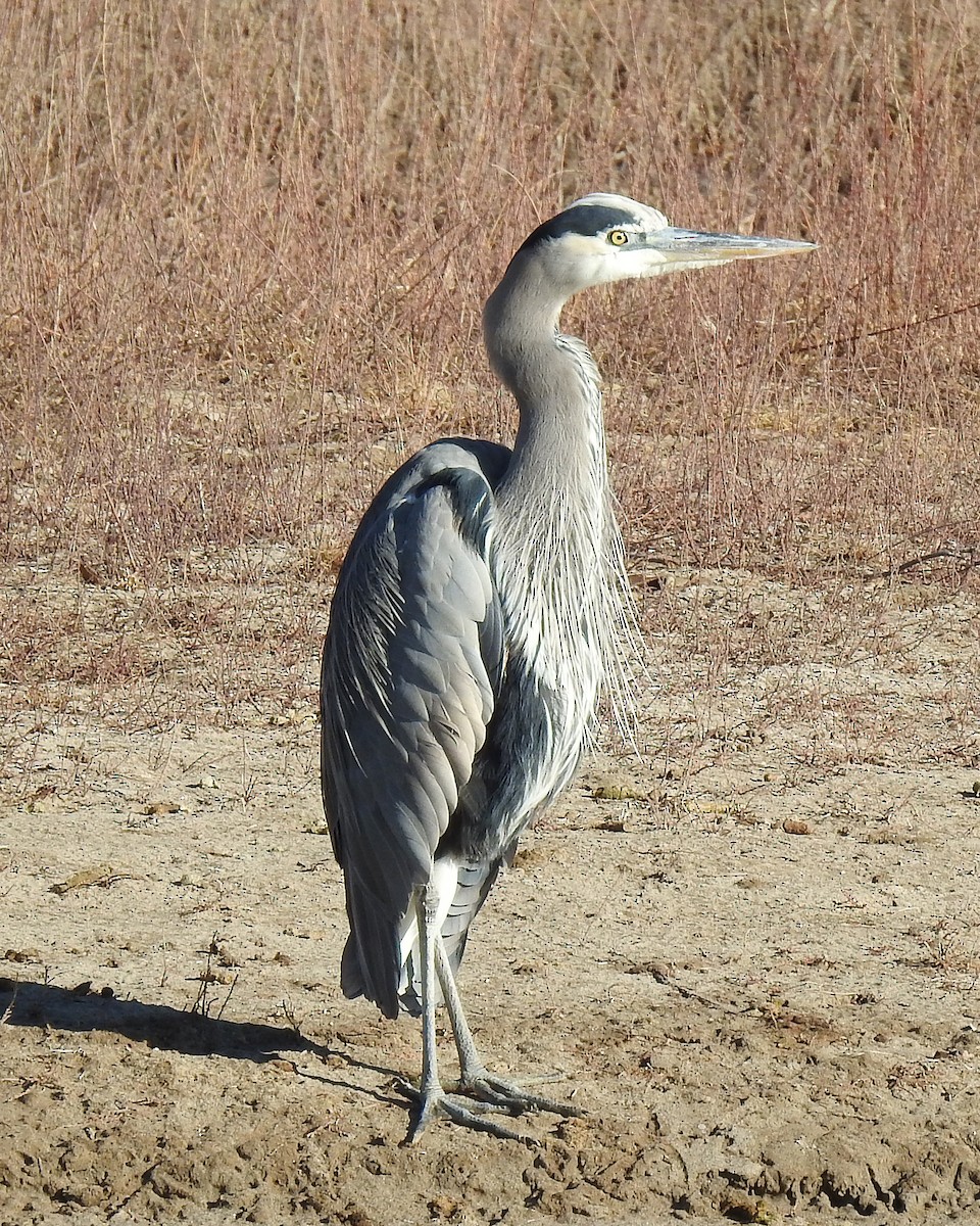 Great Blue Heron - ML132112241