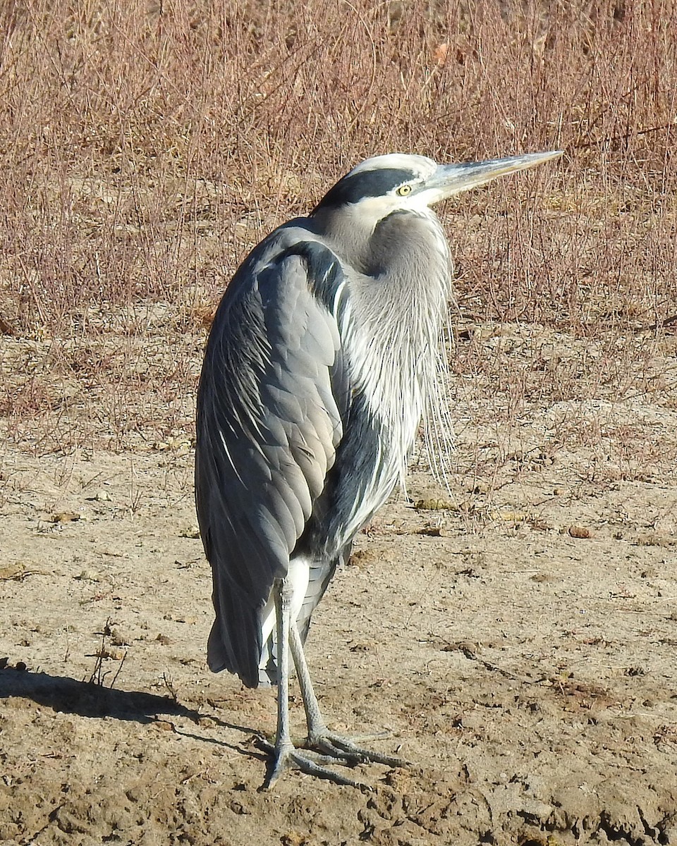 Great Blue Heron - ML132112251
