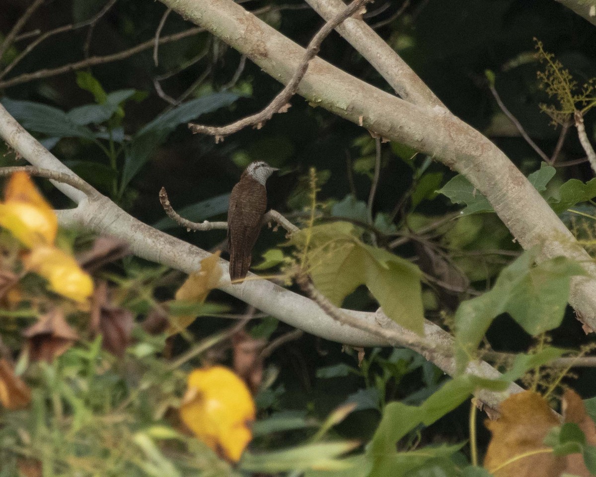 Banded Bay Cuckoo - Nidheesh Kb