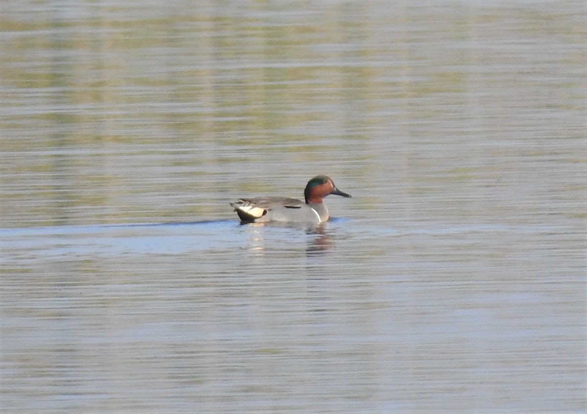 Green-winged Teal - ML132114061