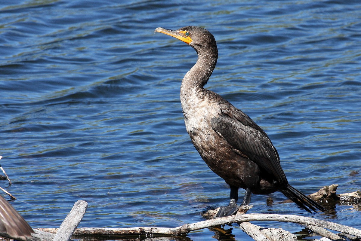 Double-crested Cormorant - ML132116681