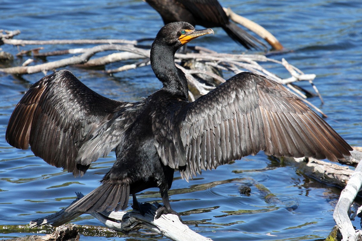 Double-crested Cormorant - ML132116701