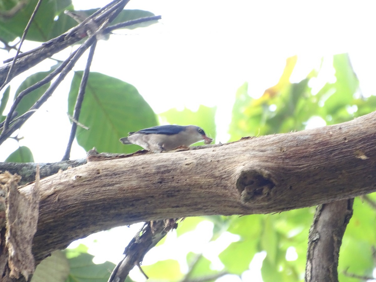 Velvet-fronted Nuthatch - ML132122151