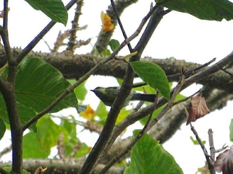 Indian Yellow Tit - ML132122421