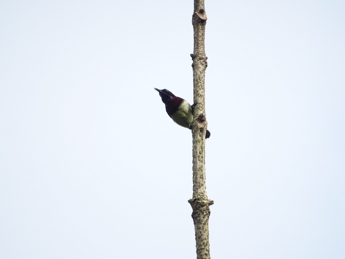 Crimson-backed Sunbird - ML132122591