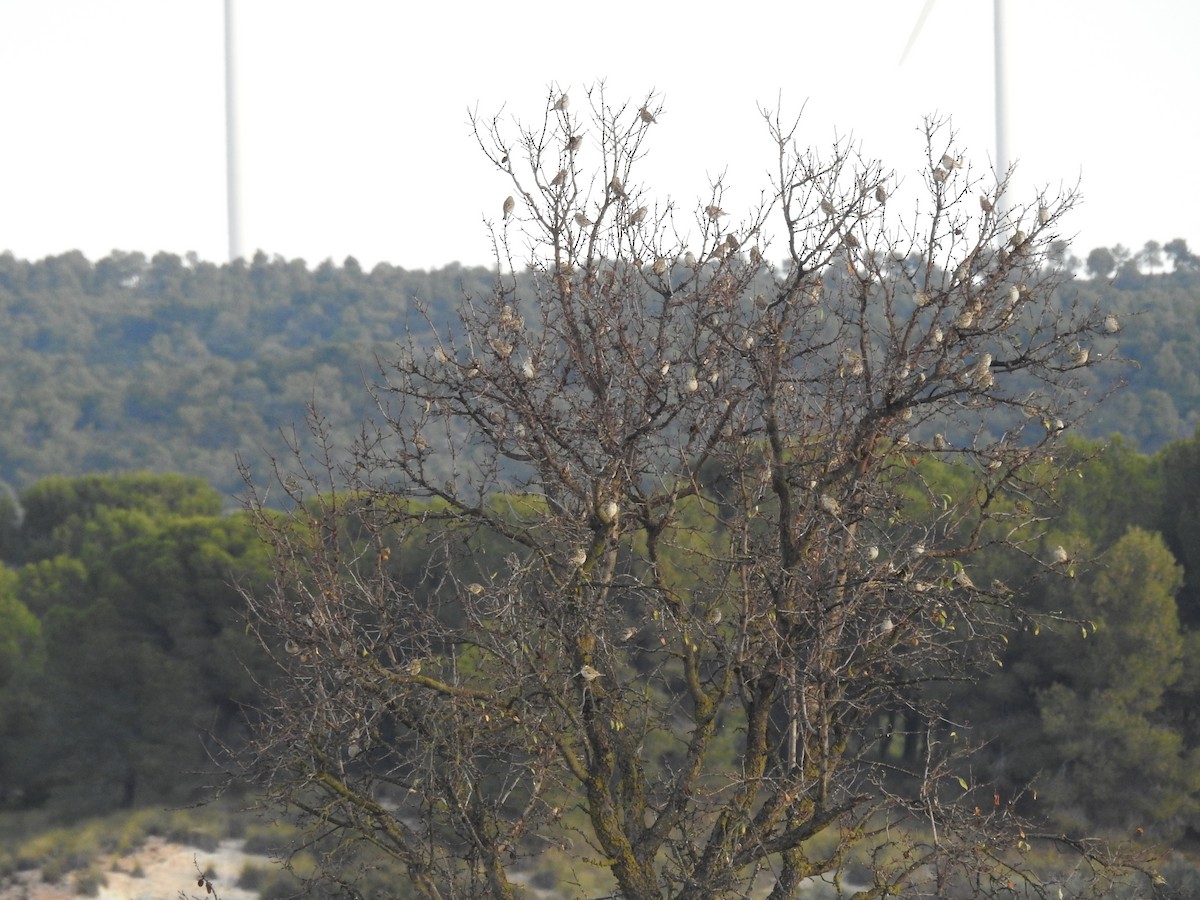 Rock Sparrow - ML132122911