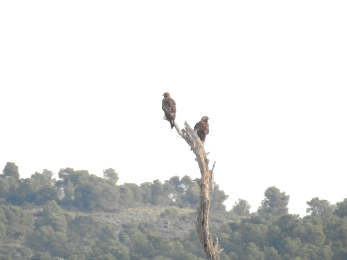 Águila Real - ML132122921