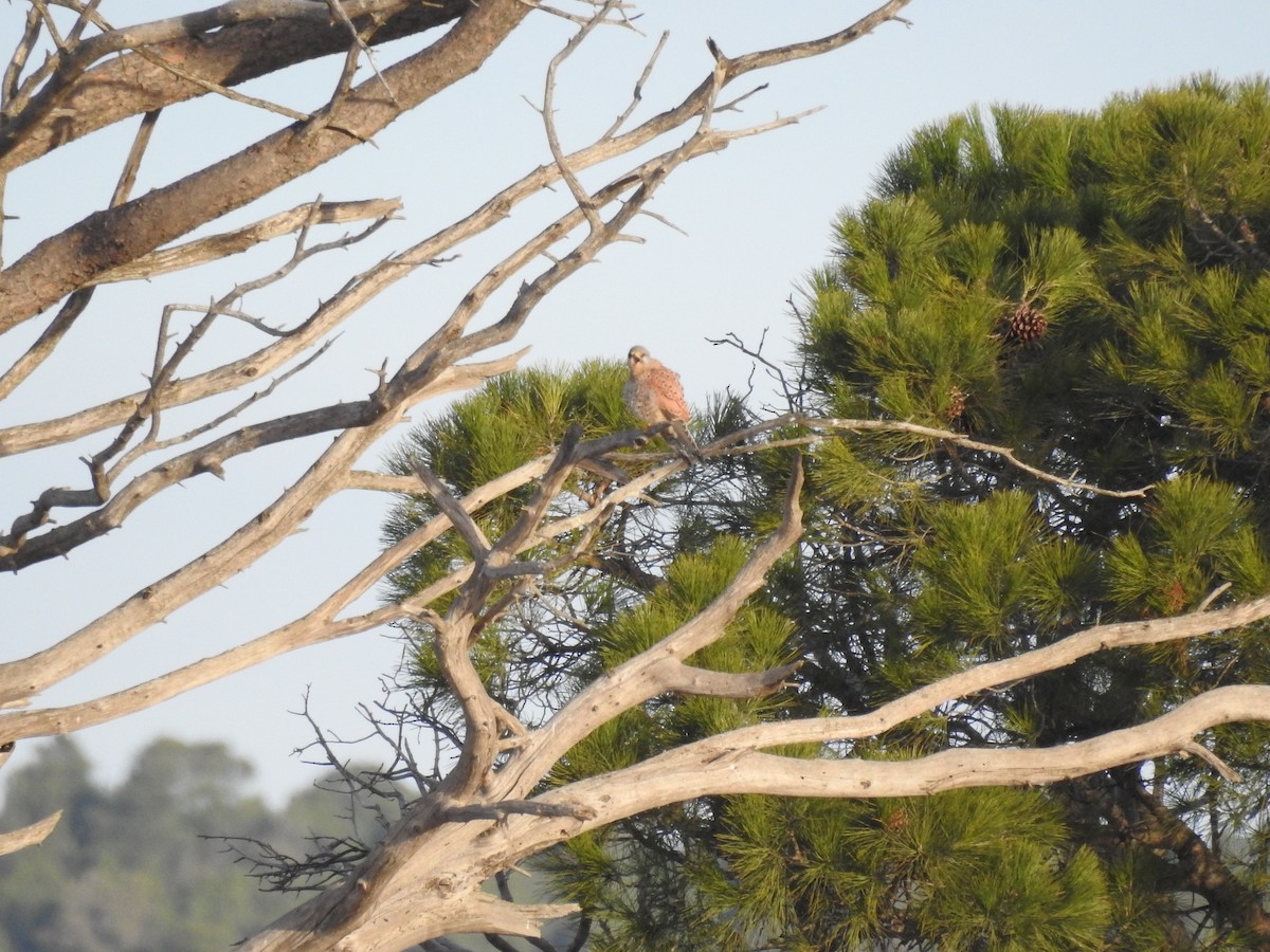 Eurasian Kestrel - Javi Barón