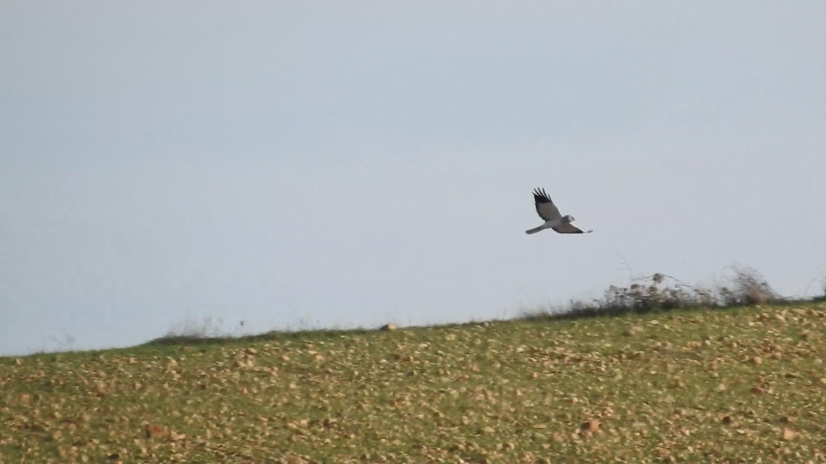 Hen Harrier - ML132123291