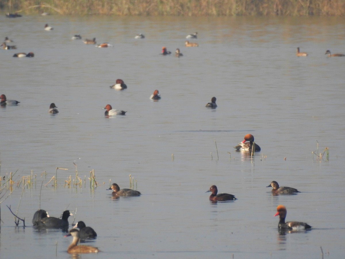 Ferruginous Duck - ML132123951