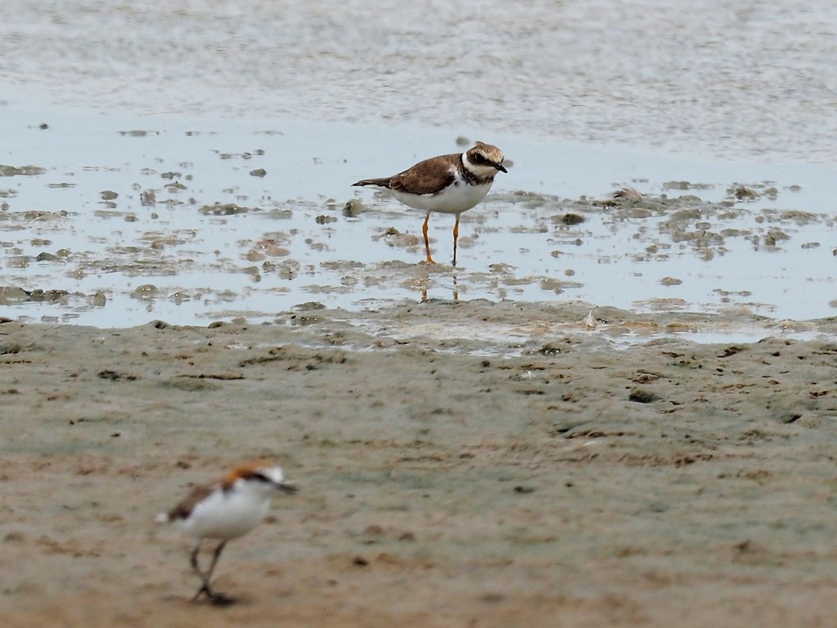 Little Ringed Plover - Len and Chris Ezzy