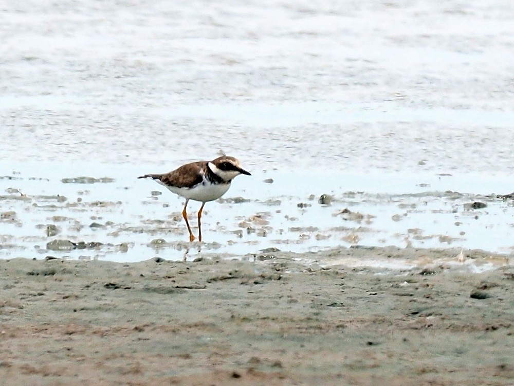 Little Ringed Plover - ML132124421