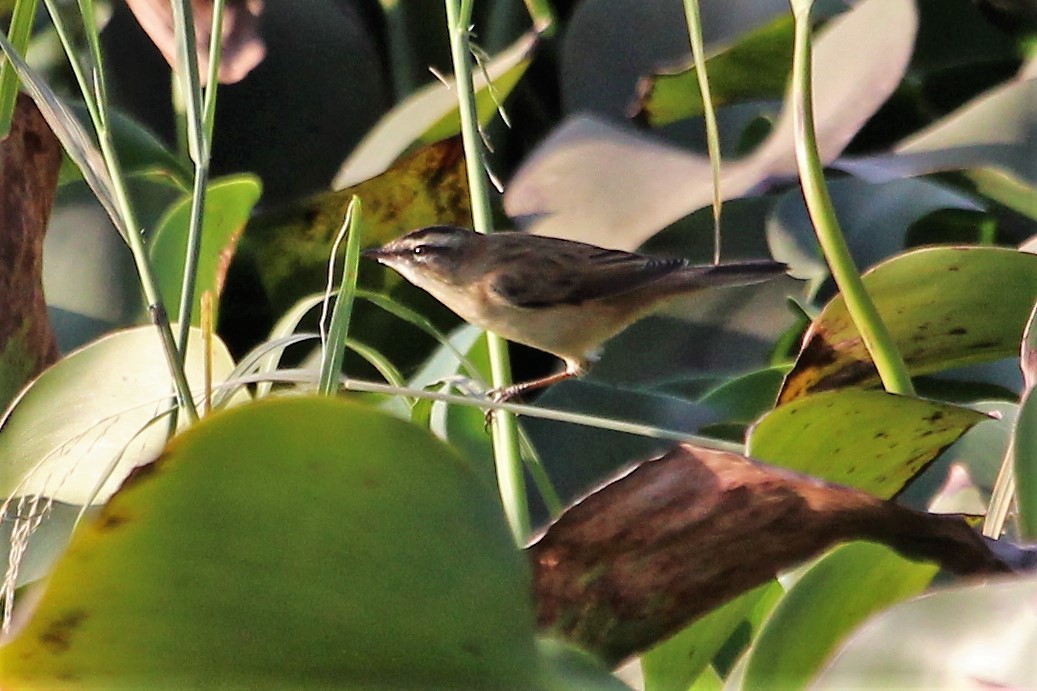 Sedge Warbler - ML132124691