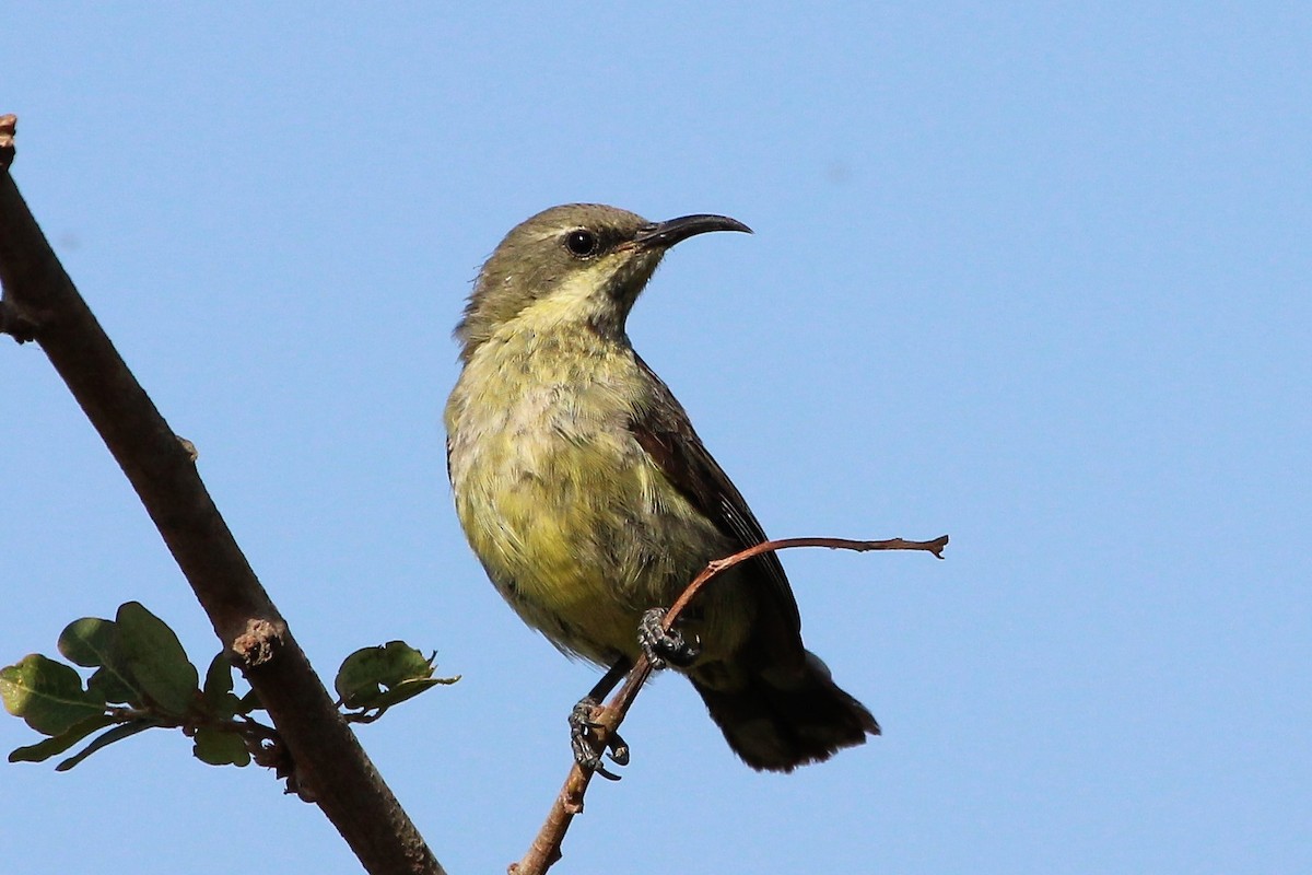 Beautiful Sunbird - ML132124761