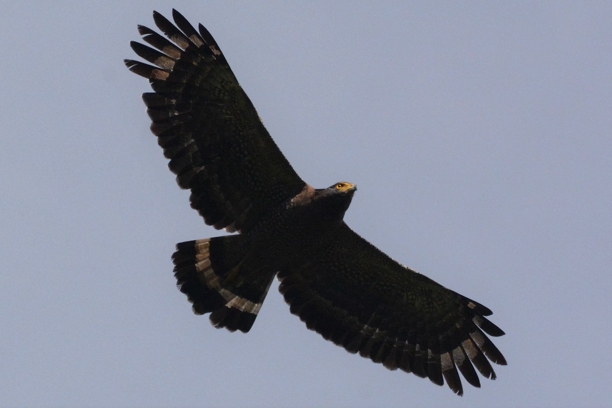 Crested Serpent-Eagle - Ari Noviyono