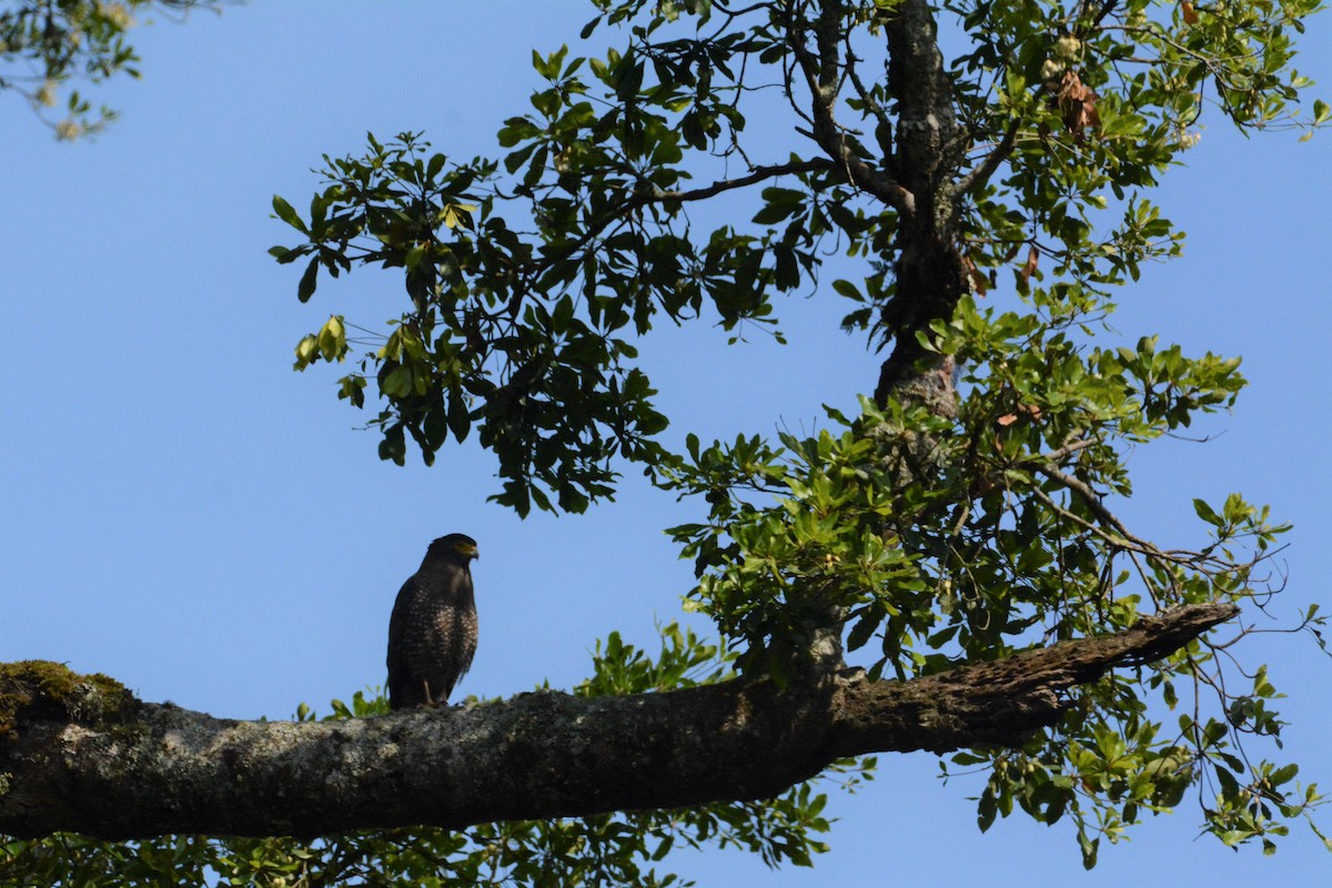 Crested Serpent-Eagle - ML132125331