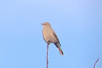 Townsend's Solitaire - ML132126101