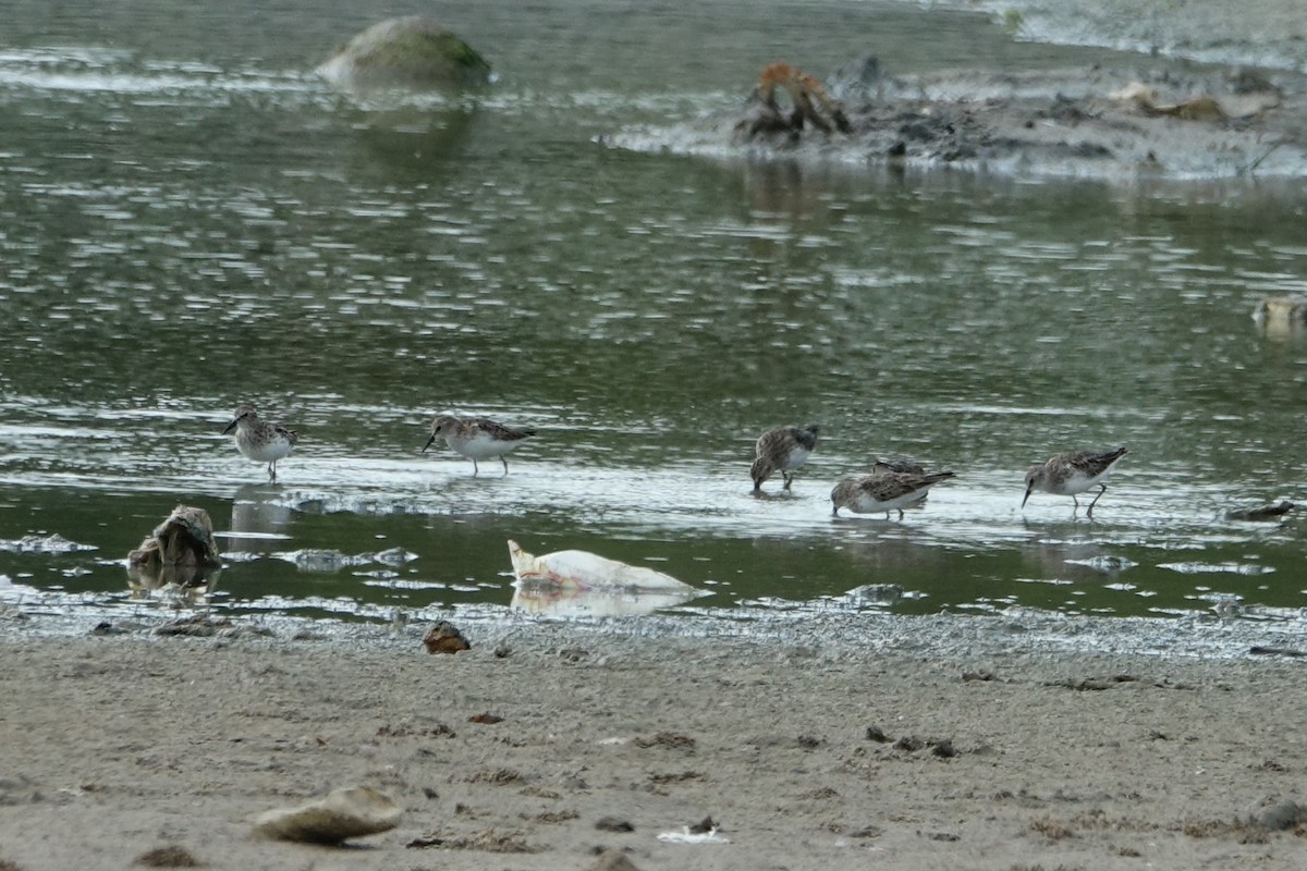 Least Sandpiper - Martin Brookes