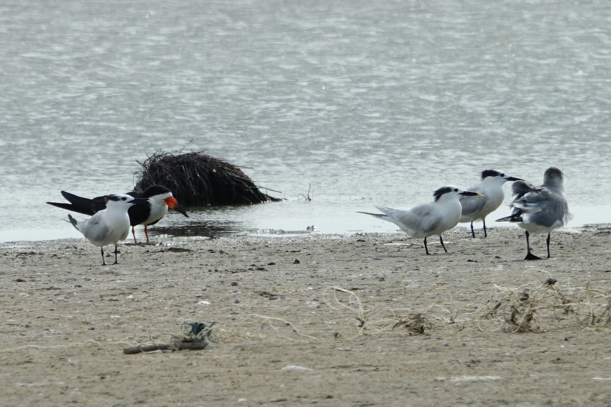 Black Skimmer - ML132126501