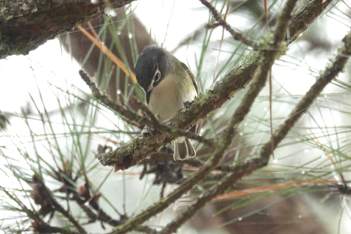 Blue-headed Vireo - deborah grimes