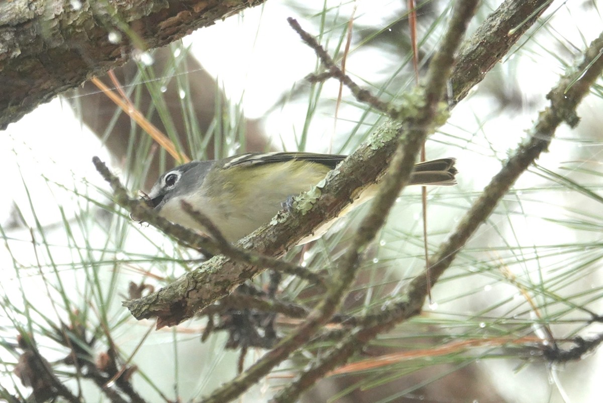 Graukopfvireo - ML132126581