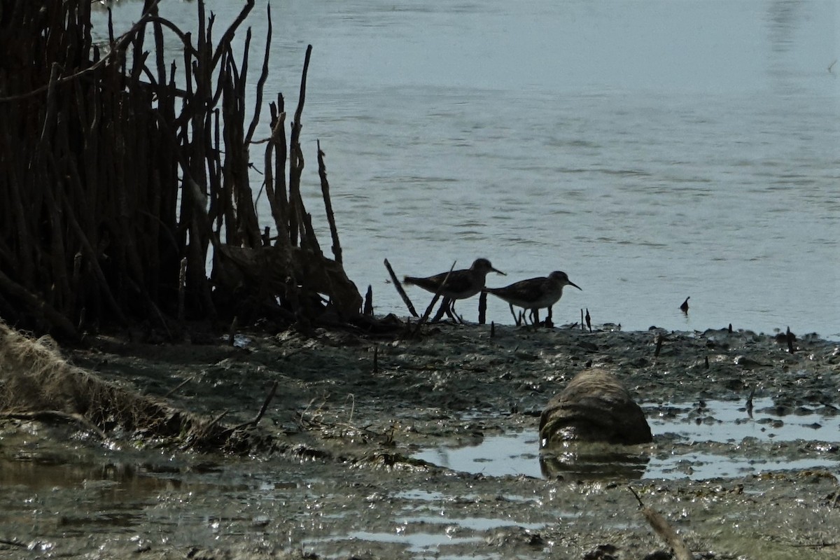 Western Sandpiper - ML132126681