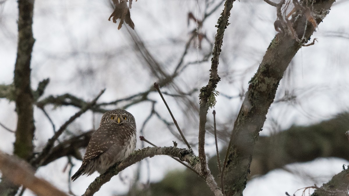 Eurasian Pygmy-Owl - ML132127031