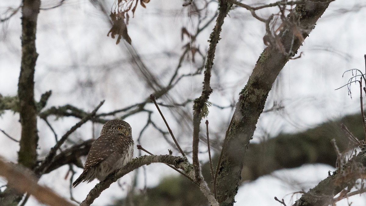 Eurasian Pygmy-Owl - Hans Norelius