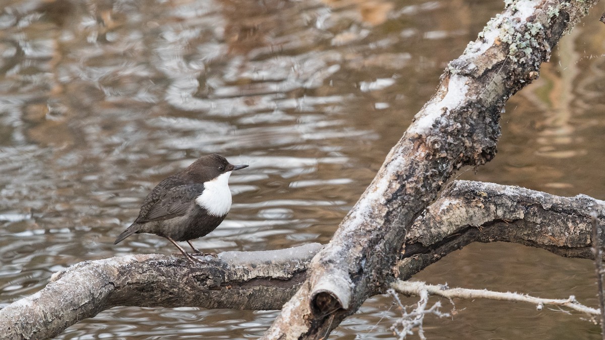 White-throated Dipper - Hans Norelius