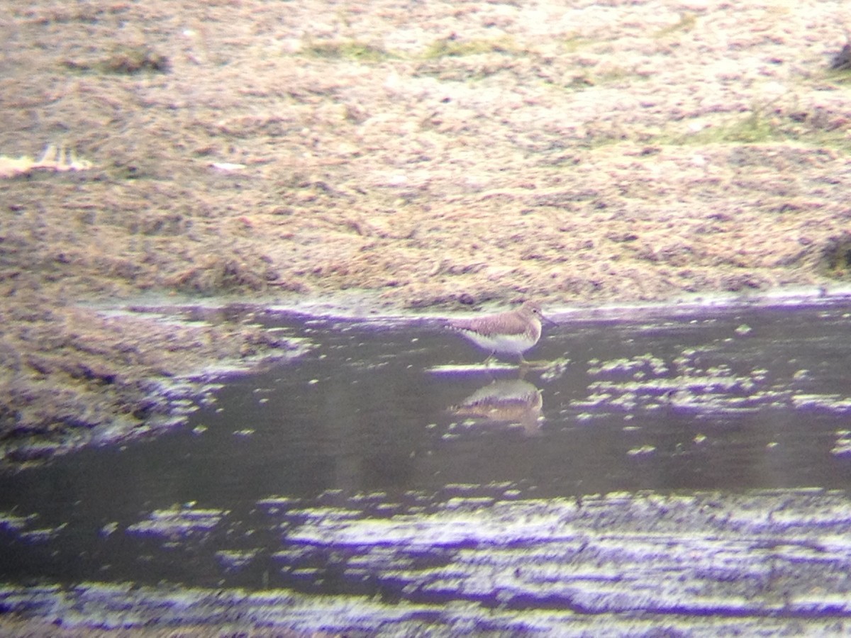 Solitary Sandpiper - ML132129461