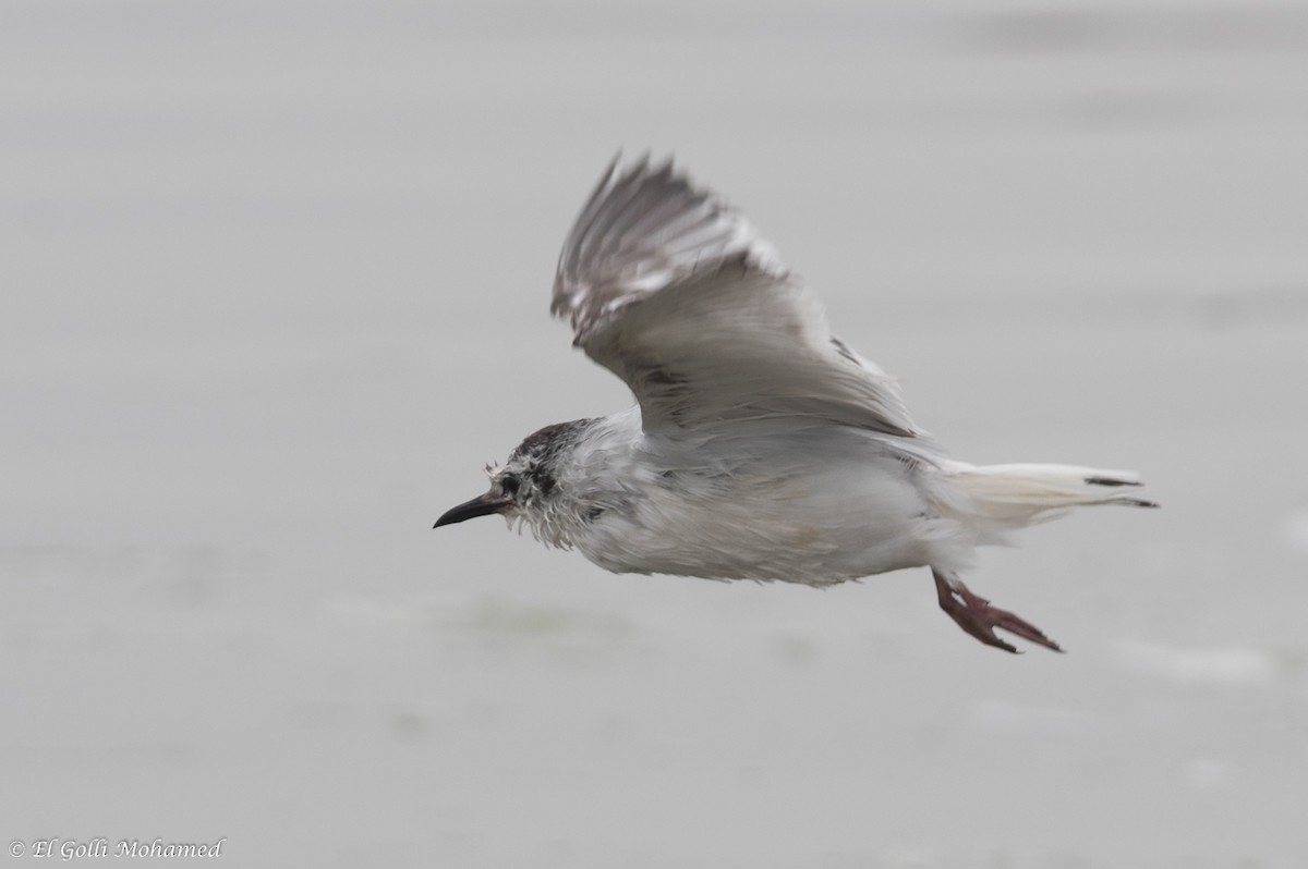 Mouette pygmée - ML132129561