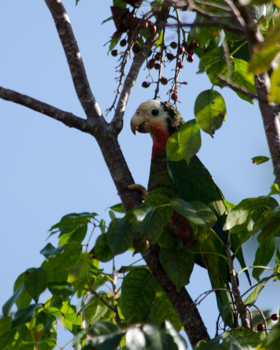 Cuban Parrot (Bahamas) - Robert Morecraft